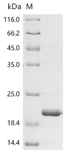 Recombinant Macaca fascicularis Kidney associated antigen 1 - image 1
