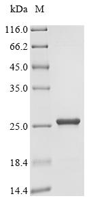 Recombinant Azotobacter vinelandII Uncharacterized protein - image 1