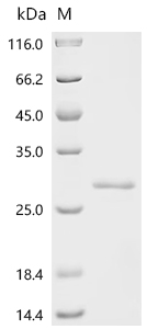 Recombinant Mycobacterium tuberculosis variant africanum PE family protein PE13 - image 1
