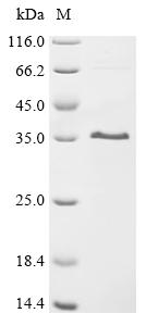 Recombinant Rat Matrix-remodeling-associated protein 7 (MXRA7) , partial - image 1