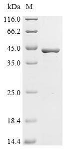 (Tris-Glycine gel) Discontinuous SDS-PAGE (reduced) with 5% enrichment gel and 15% separation gel.