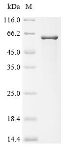 Recombinant Verticillium dahliae Pigment biosynthesis protein Ayg1 - image 1