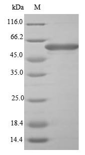 SDS-PAGE- Recombinant protein Shigella fliC