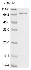 Recombinant Escherichia coli Cytoplasmic trehalase (treF) - image 1