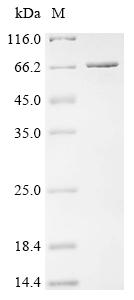 Recombinant Escherichia coli Alpha, alpha-phosphotrehalase - image 1
