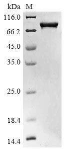 Recombinant Human Dystroglycan (DAG1) , partial - image 1
