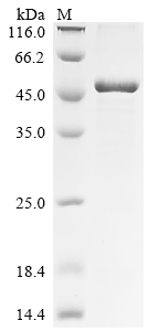 Recombinant Human AtaXIn-7-like protein 3 (ATXN7L3) - image 1