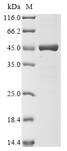 Recombinant Human Transcriptional enhancer factor TEF-4 (TEAD2) , partial - image 1