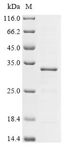Recombinant Human Transcriptional enhancer factor TEF-4 (TEAD2) , partial - image 1
