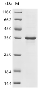 Recombinant Human Transcriptional enhancer factor TEF-4 (TEAD2) , partial - image 1