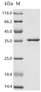Recombinant Human Transcriptional enhancer factor TEF-4 (TEAD2) , partial - image 1