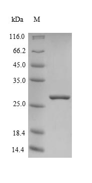 SDS-PAGE- Recombinant protein Human FxN
