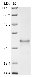 Recombinant Blomia tropicalis Major allergen Blo t 12 - image 1