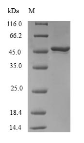 (Tris-Glycine gel) Discontinuous SDS-PAGE (reduced) with 5% enrichment gel and 15% separation gel.