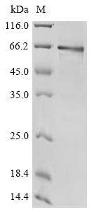 Recombinant Human Protocadherin Fat 1 (FAT1) , partial - image 1