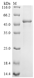Recombinant Human Keratin, type I cuticular Ha1 (KRT31) - image 1