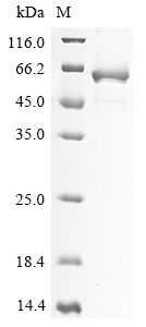Recombinant Human 2-5-oligoadenylate synthase-like protein (OASL) - image 1