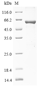 Recombinant Human 2-5-oligoadenylate synthase-like protein (OASL) - image 1
