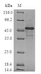 SDS-PAGE- Recombinant protein Human HSPB2