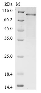 Recombinant Human Nuclear factor erythroid 2-related factor 2 (NFE2L2) - image 1