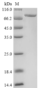 Recombinant Human Polyadenylate-binding protein 4 (PABPC4) - image 1