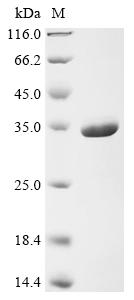 Recombinant Human ELAV-like protein 1 (ELAVL1) - image 1