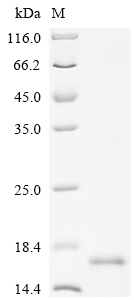 Recombinant Human Lymphocyte antigen 6E (LY6E) - image 1