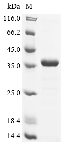 Recombinant Human Transcription initiation factor TFIID subunit 9 (TAF9) - image 1