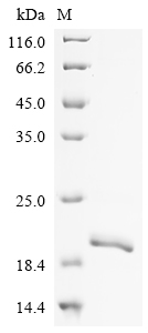 Recombinant Human Ankyrin-3 (ANK3) , partial - image 1