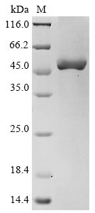 Recombinant Human Oxysterols receptor LXR-alpha (NR1H3) - image 1