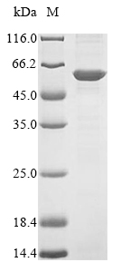Recombinant Human Flotillin-2 (FLOT2) - image 1