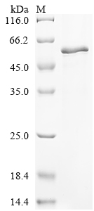 Recombinant Human Keratin, type I cuticular Ha2 (KRT32) - image 1