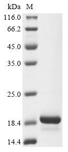Recombinant Blomia tropicalis Fatty acid-binding protein - image 1