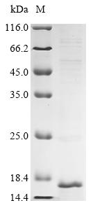 Recombinant Human Prostaglandin D2 receptor (PTGDR) , partial - image 1