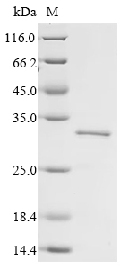 Recombinant Human Single-minded homolog 2 (SIM2) ) , partial - image 1