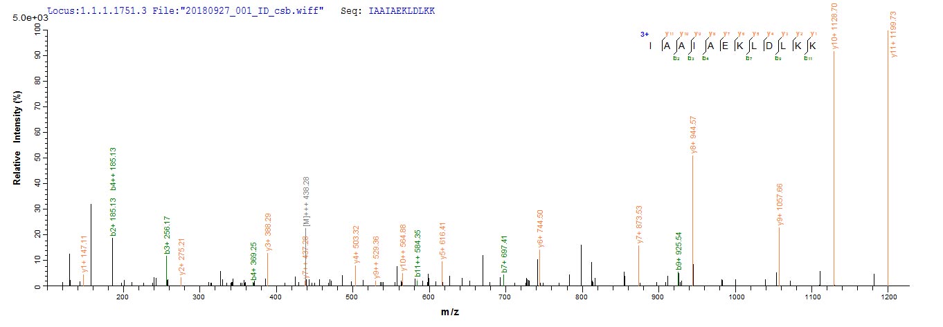 Based on the SEQUEST from database of E.coli host and target protein, the LC-MS/MS Analysis result of CSB-EP622514HU could indicate that this peptide derived from E.coli-expressed Homo sapiens (Human) POU4F2. Based on the SEQUEST from database of E.coli host and target protein, the LC-MS/MS Analysis result of CSB-EP622514HU could indicate that this peptide derived from E.coli-expressed Homo sapiens (Human) POU4F2.