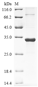 CSB-EP622782HU