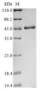 Recombinant Human Poly (rC) -binding protein 2 (PCBP2) - image 1