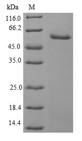 (Tris-Glycine gel) Discontinuous SDS-PAGE (reduced) with 5% enrichment gel and 15% separation gel. (Tris-Glycine gel) Discontinuous SDS-PAGE (reduced) with 5% enrichment gel and 15% separation gel.