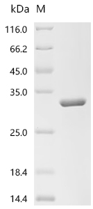 Recombinant Human Hyaluronidase-1 (HYAL1) , partial - image 1