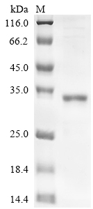 Recombinant Human FAS-associated death domain protein (FADD) - image 1