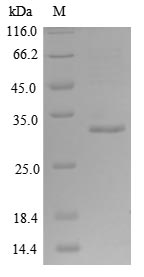 SDS-PAGE- Recombinant protein Human ACVR2B