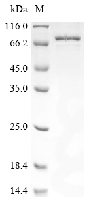 Recombinant Human Non-POU domain-containing octamer-binding protein (NONO) - image 1