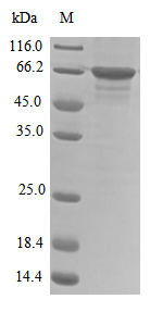 SDS-PAGE- Recombinant protein Human NONO