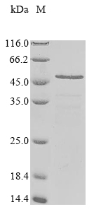 Recombinant Toxoplasma gondII Dense granule protein 6 (GRA6) , partial - image 1