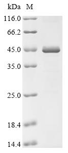 (Tris-Glycine gel) Discontinuous SDS-PAGE (reduced) with 5% enrichment gel and 15% separation gel. (Tris-Glycine gel) Discontinuous SDS-PAGE (reduced) with 5% enrichment gel and 15% separation gel.