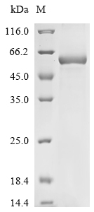 Recombinant Mouse Tripartite motif-containing protein 72 (Trim72) - image 1