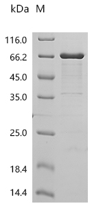 Recombinant Mouse Tripartite motif-containing protein 72 (Trim72) - image 1
