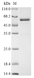 Recombinant Mouse Tripartite motif-containing protein 72 (Trim72) - image 1