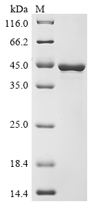 Recombinant Solanum tuberosum Patatin-15 - image 1